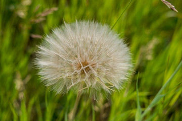 Dandelion Puff