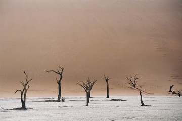 Dead acacias in Dead Vlei, Namibia