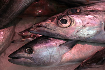 Fresh sea fishes on crushed ice