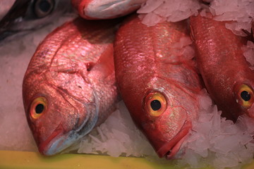 Fresh sea fishes on crushed ice