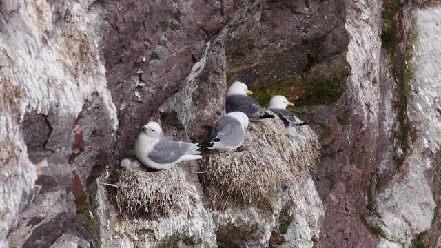 Group of nesting sea birds on a cliff. St. Abb's head National Nature Reserve, Scotland, UK, Europe