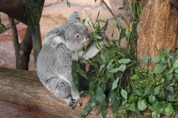 koala zoo