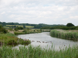 several bean geese on a scenic lake