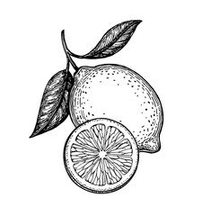 Vector illustration of lemon