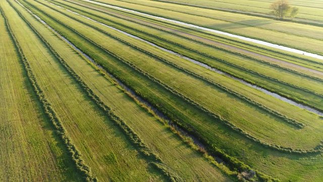 Aerial flying over meadow worked farmland showing windrows of dried grass for later collection beautiful green field and straight rows of dried grass used as livestock fodder food for animals 4k