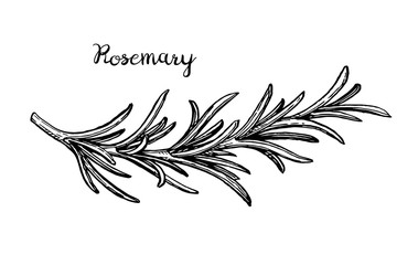 Fototapeta na wymiar Rosemary branch sketch.