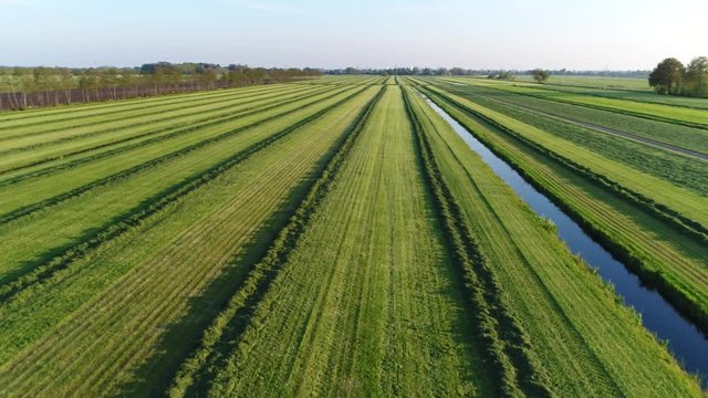 Aerial flying over pasture worked farmland showing windrows of dried grass for later collection beautiful green field and straight rows of dried grass used as livestock fodder food for animals 4k