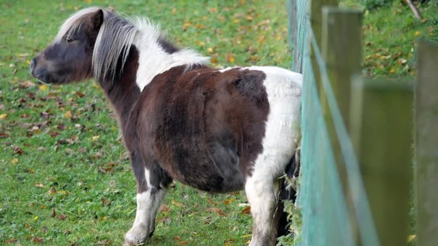 Cute little pony horse comically scratching his back against the fens. OCTOBER, 2015, Edinburgh, Scotland, UK
