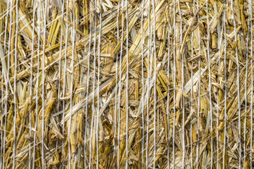 pattern closeup Natural texture of straw bale of cereals wheat grain surface rolled