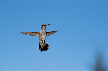 hummingbird in flight