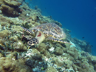 Fototapeta na wymiar Maldives, Sea Turtle. 