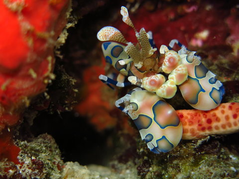 Maldives, Arlequin Shrimp.