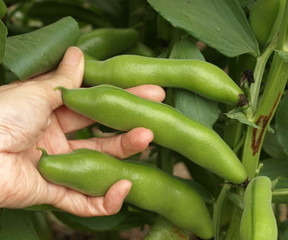 Harvest of broad beans.