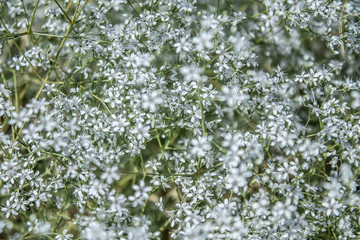Shallow white flowers as background