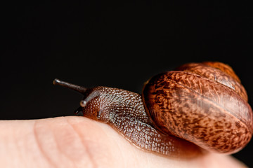 Snail crawling on the finger isolated on a black background