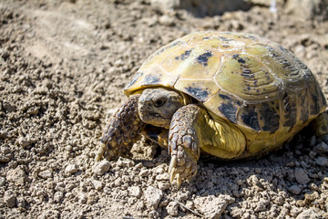 Obraz premium Steppe tortoise in nature