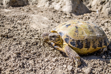 Steppe tortoise in nature