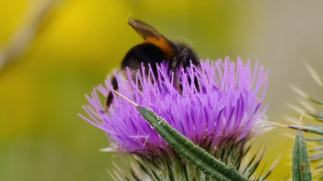Close up footage of thistles in bloom with bumblebee collecting nectar. The Thistle also the national symbol of Scotland. Near Edinburgh, Scotland, United Kingdom