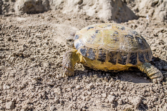 Steppe tortoise in nature