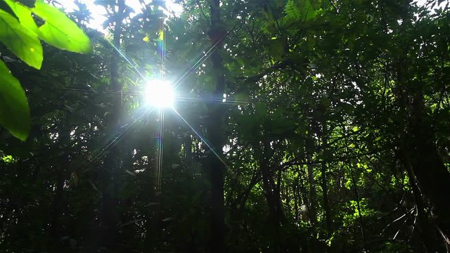 Sun rays in the forest, dolly shot