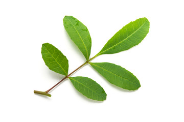 brazilian pepper leaf