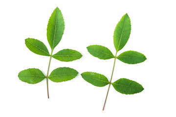 brazilian pepper leaf