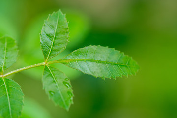 brazilian pepper tree