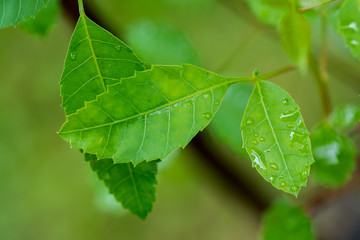 brazilian pepper tree