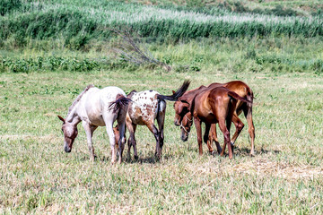 Horses on the pasture landscape in Kazakhstan