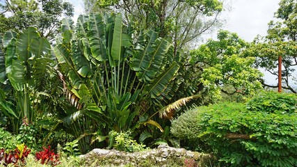tropical plants