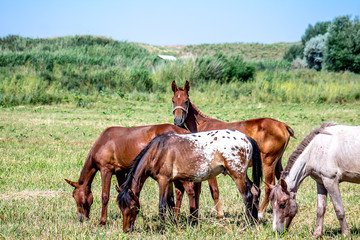 Horses on the pasture landscape in Kazakhstan