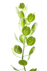 Field penny-cress (Thlaspi arvense) with fruits isolated on white background. Medicinal plant