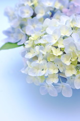 紫陽花のフラワーアレンジメント