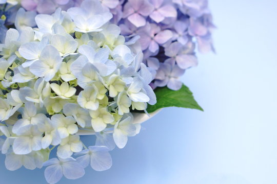 Fototapeta 紫陽花のフラワーアレンジメント