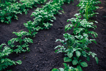 Vegetable garden potato plantations on the ground, concept eco farm, peasants.