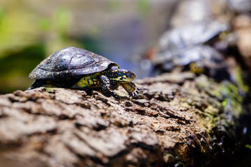 Tropical Turtles in the Rainforest