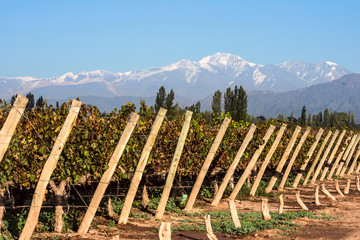 Early morning in the late autumn: Volcano Aconcagua Cordillera and Vineyard. Andes mountain range, in the Argentine province of Mendoza