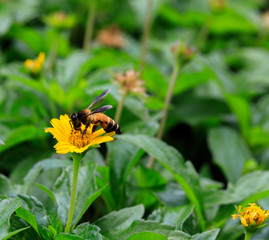 A beautiful bee on yellow flower with Nature background