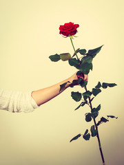 Woman hand holding red romantic rose