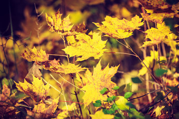 Obraz na płótnie Canvas Detailed closeup of gold autumnal leaves