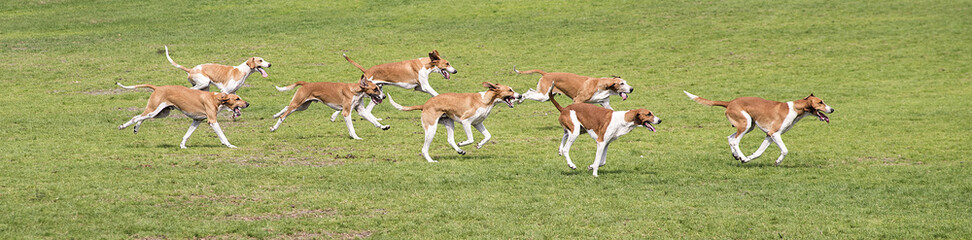 meute de chiens de chasse à courre