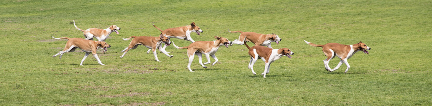 meute de chiens de chasse &agrave; courre