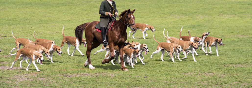 meute de chiens de chasse &agrave; courre