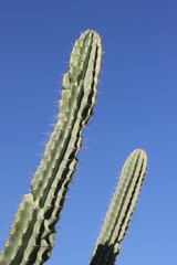 cactus blue background