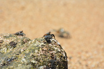 Crab on rock on the beach