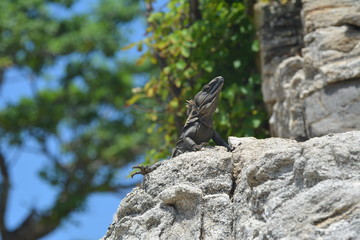 Iguana on  a rock