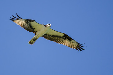 Lone Osprey Flying in a Blue Sky