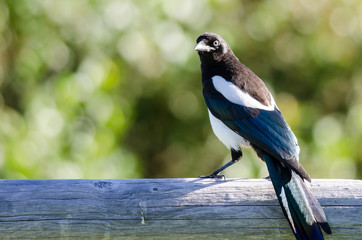 Black-Billed Magpie Perched on Wooden Fence Rail