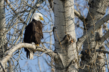 Bald Eagle Perched High in the Winter Tree