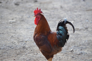Rooster